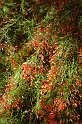 reu96_151 jardin eden